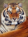 5D DIY Diamond Painting Tiger (#14)