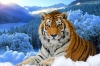 5D DIY Diamond Painting Tiger (#17)