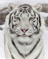 5D DIY Diamond Painting Tiger (#12)